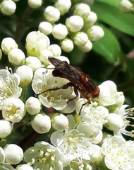 Hammerschmidtia rufa