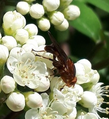 Hammerschmidtia rufa