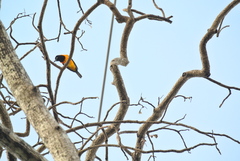Icterus icterus