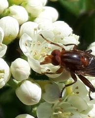 Hammerschmidtia rufa