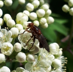 Hammerschmidtia rufa