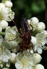 Hammerschmidtia rufa