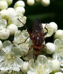 Hammerschmidtia rufa