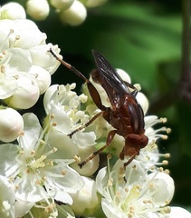 Hammerschmidtia rufa
