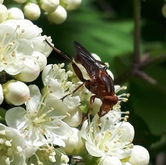 Hammerschmidtia rufa