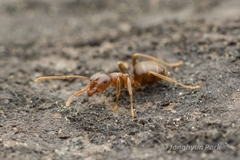 Lasius hayashi