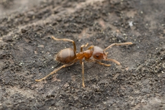 Lasius hayashi