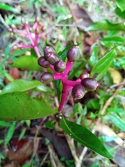 Chassalia acutiflora image