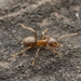 Lasius hayashi - Photo (c) Jonghyun Park, some rights reserved (CC BY), uploaded by Jonghyun Park