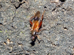 Benhamyia apicalis