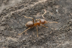 Lasius hayashi