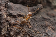 Lasius hayashi