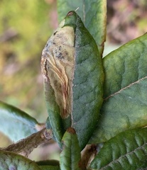 Phyllonorycter ledella