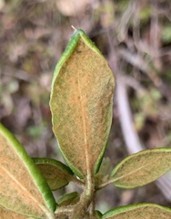 Phyllonorycter ledella