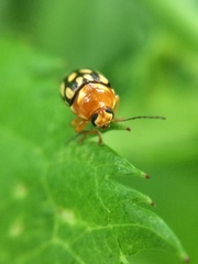 Cryptocephalus perelegans