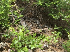 Pituophis melanoleucus melanoleucus
