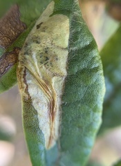 Phyllonorycter ledella