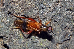 Benhamyia apicalis