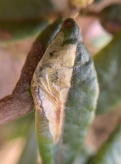 Phyllonorycter ledella