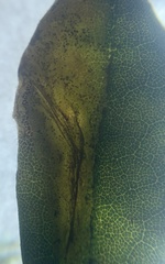 Phyllonorycter ledella