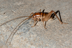 Ceuthophilus hesperus