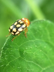 Cryptocephalus perelegans