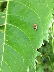 Cryptocephalus perelegans