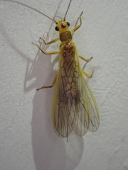 Perlesta