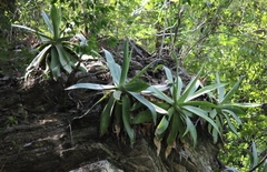 Agave mitis