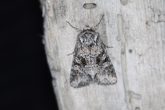 Lacinipolia cuneata