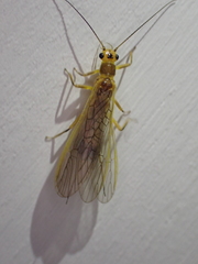 Perlesta