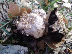 Agaricus