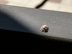 Habronattus hirsutus