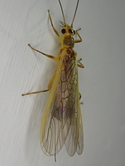 Perlesta