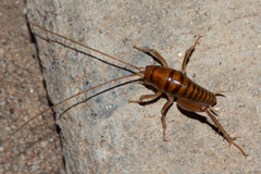 Ceuthophilus hesperus