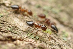 Crematogaster matsumurai