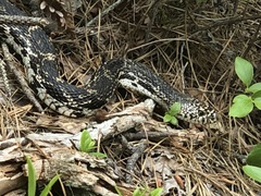 Pituophis melanoleucus melanoleucus