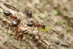 Crematogaster matsumurai