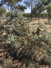 Eucalyptus gamophylla