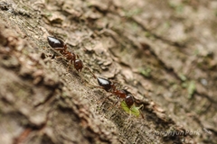 Crematogaster matsumurai