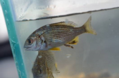 Acanthopagrus butcheri