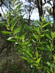 Persoonia lanceolata