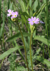 Primula longiscapa