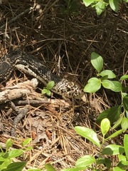 Pituophis melanoleucus melanoleucus
