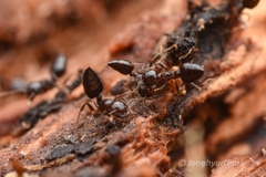 Crematogaster teranishii