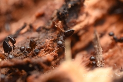 Crematogaster teranishii