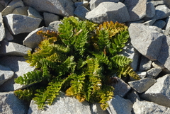Anisotome flexuosa