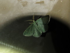 Chlorochlamys phyllinaria