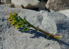 Anisotome flexuosa
