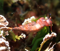 Austraeolis stearnsi